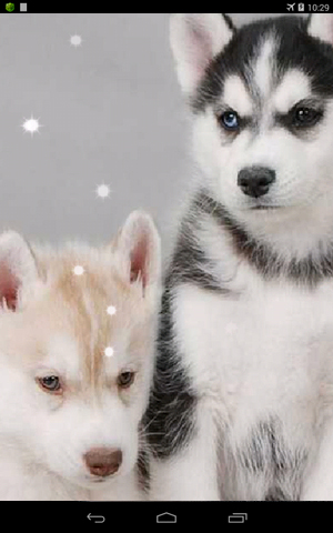 Screenshots of the Siberian husky for Android tablet, phone.