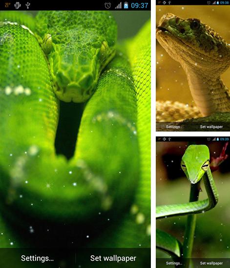 En plus du fond d'écran Aquarium et poissons  pour téléphones et tablettes Android, vous pouvez aussi télécharger gratuitement Serpent , Snake.