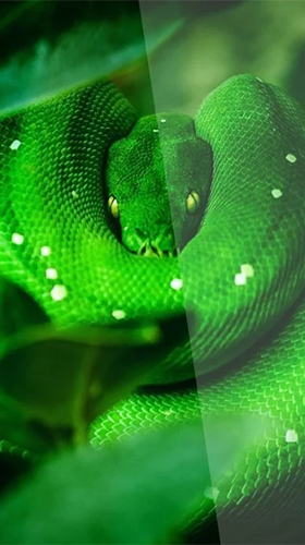 Écrans de Snake by Premium Developer pour tablette et téléphone Android.