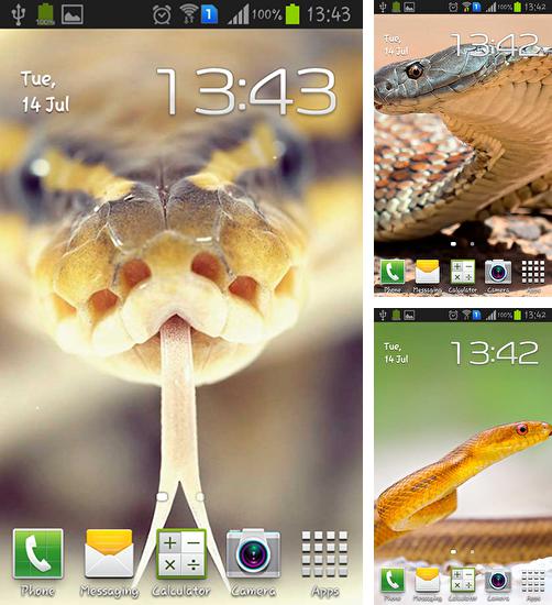 Дополнительно к живым обоям на Андроид телефоны и планшеты Хэллоуин: Часы, вы можете также бесплатно скачать заставку Snakes.