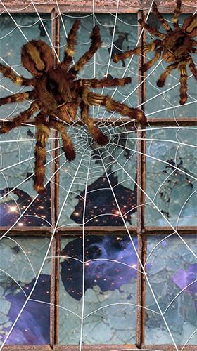 Spider by Cosmic Mobile Wallpapers