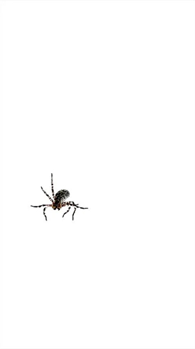 Spider by villeHugh für Android spielen. Live Wallpaper Spinne kostenloser Download.
