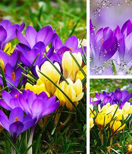 Download live wallpaper Spring crocus for Android. Get full version of Android apk livewallpaper Spring crocus for tablet and phone.