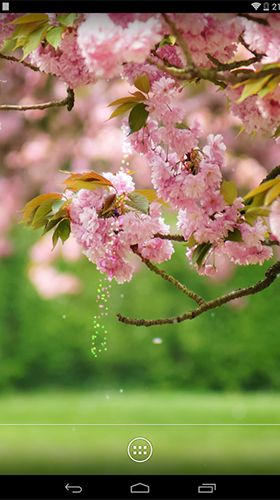 Spring flowers by orchid