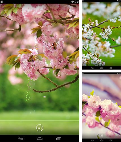 Kostenloses Android-Live Wallpaper Frühlingsblumen. Vollversion der Android-apk-App Spring flowers by orchid für Tablets und Telefone.