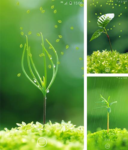 Download live wallpaper Spring greens for Android. Get full version of Android apk livewallpaper Spring greens for tablet and phone.