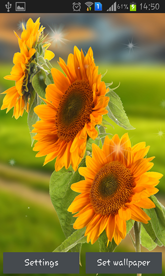 Screenshots of the Sunflower by Creative factory wallpapers for Android tablet, phone.