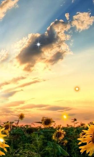 Sunflower sunset für Android spielen. Live Wallpaper Sonnenblumen bei Sonnenuntergang kostenloser Download.