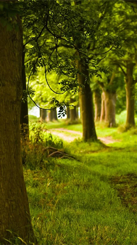 Sunny forest für Android spielen. Live Wallpaper Sonniger Wald kostenloser Download.