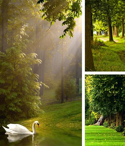 Download live wallpaper Sunny forest for Android. Get full version of Android apk livewallpaper Sunny forest for tablet and phone.