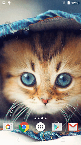 Screenshots von Сute kittens für Android-Tablet, Smartphone.