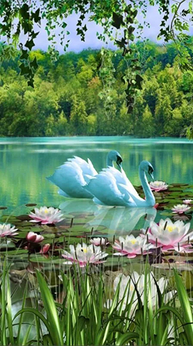 Swans and lilies