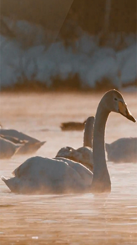 Swans by JimmyTummy - безкоштовно скачати живі шпалери на Андроїд телефон або планшет.