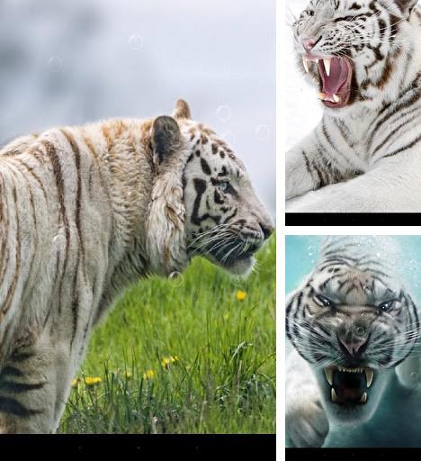 Download live wallpaper Tiger for Android. Get full version of Android apk livewallpaper Tiger for tablet and phone.