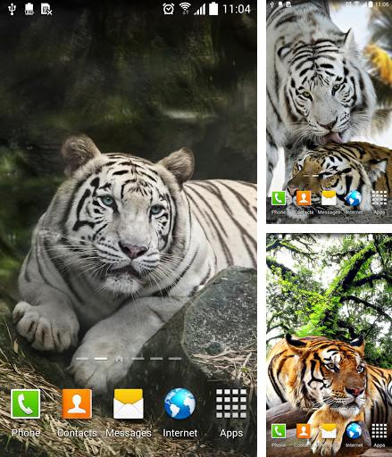 Kostenloses Android-Live Wallpaper Tiger. Vollversion der Android-apk-App Tiger by Amax LWPS für Tablets und Telefone.