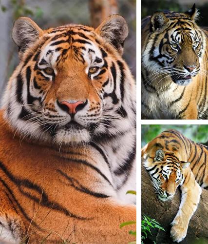 Kostenloses Android-Live Wallpaper Tiger. Vollversion der Android-apk-App Tiger by Creative Factory Wallpapers für Tablets und Telefone.