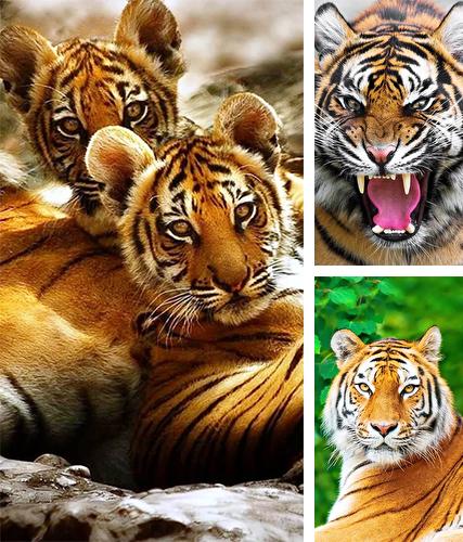 Download live wallpaper Tiger by Jango LWP Studio for Android. Get full version of Android apk livewallpaper Tiger by Jango LWP Studio for tablet and phone.