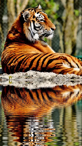 Descargar Tigers By Live Wallpaper Hd 3d Para Android Gratis El Fondo De Pantalla Animados Tigres En Android