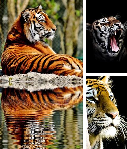 Télécharger le fond d'écran animé gratuit Tigres . Obtenir la version complète app apk Android Tigers by Live Wallpaper HD 3D pour tablette et téléphone.