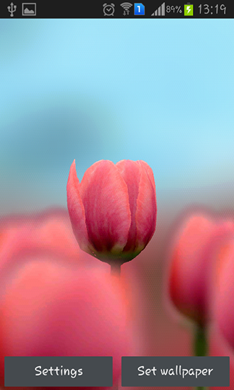 Download Tulip 3D - livewallpaper for Android. Tulip 3D apk - free download.