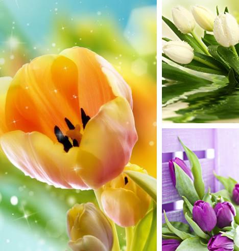 Tulips - бесплатно скачать живые обои на Андроид телефон или планшет.