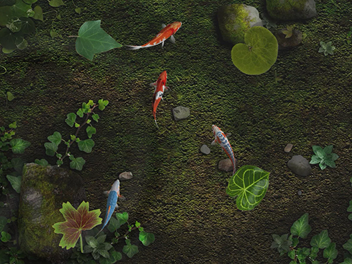 Télécharger le fond d'écran animé gratuit Etang avec les poissons koi. Obtenir la version complète app apk Android Water koi fish pond pour tablette et téléphone.