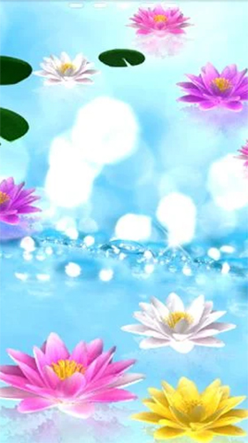 Water lily für Android spielen. Live Wallpaper Wasserlilie kostenloser Download.