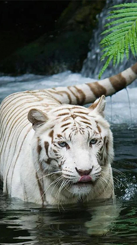 White tiger by Revenge Solution