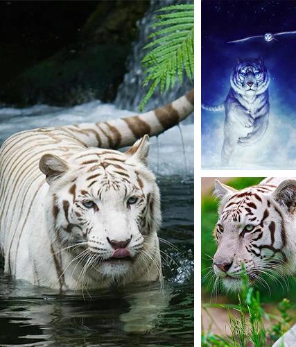 White tiger by Revenge Solution - бесплатно скачать живые обои на Андроид телефон или планшет.