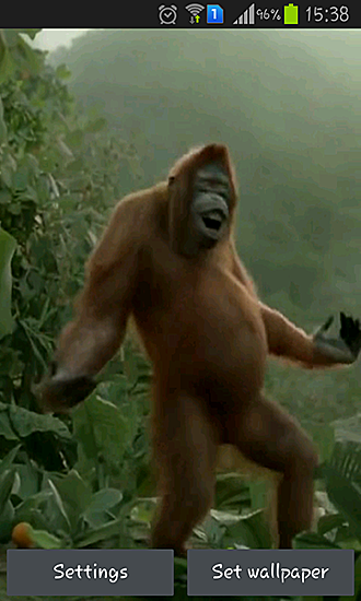 Wild dance crazy monkey live wallpaper for Android. Wild dance crazy monkey  free download for tablet and phone.