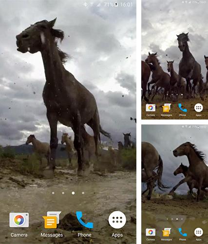 Télécharger le fond d'écran animé gratuit Chevaux sauvages . Obtenir la version complète app apk Android Wild horses pour tablette et téléphone.