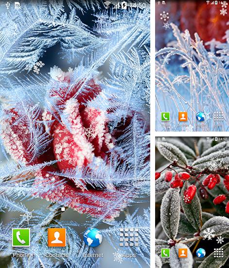 Kostenloses Android-Live Wallpaper Winterblumen. Vollversion der Android-apk-App Winter flowers für Tablets und Telefone.