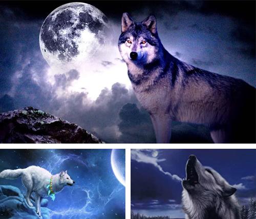 Download live wallpaper Wolf 3D for Android. Get full version of Android apk livewallpaper Wolf 3D for tablet and phone.