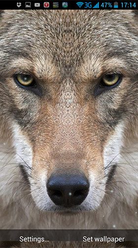 Wolf by Wallpaper qHD