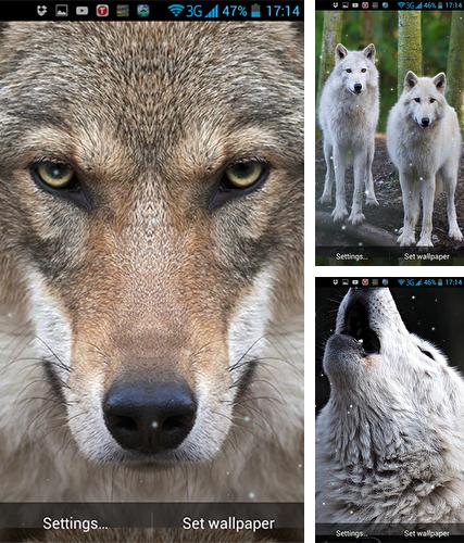 Descarga gratuita fondos de pantalla animados Lobo para Android. Consigue la versión completa de la aplicación apk de Wolf by Wallpaper qHD para tabletas y teléfonos Android.