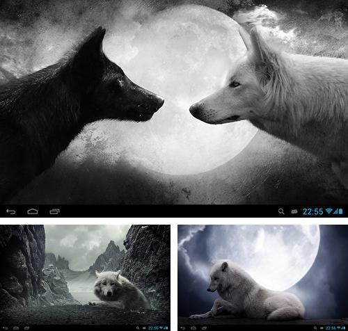 In addition to live wallpaper Particle 3D for Android phones and tablets, you can also download Wolves for free.