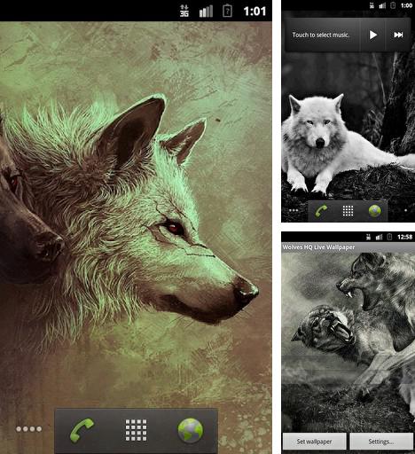 Kostenloses Android-Live Wallpaper Wölfe HQ. Vollversion der Android-apk-App Wolves HQ für Tablets und Telefone.