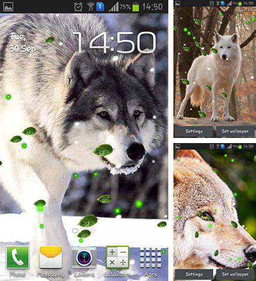 Descarga gratuita fondos de pantalla animados Lobos misteriosos  para Android. Consigue la versión completa de la aplicación apk de Wolves mistery para tabletas y teléfonos Android.