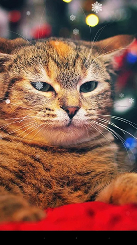 Xmas cat für Android spielen. Live Wallpaper Weihnachtliche Katze kostenloser Download.