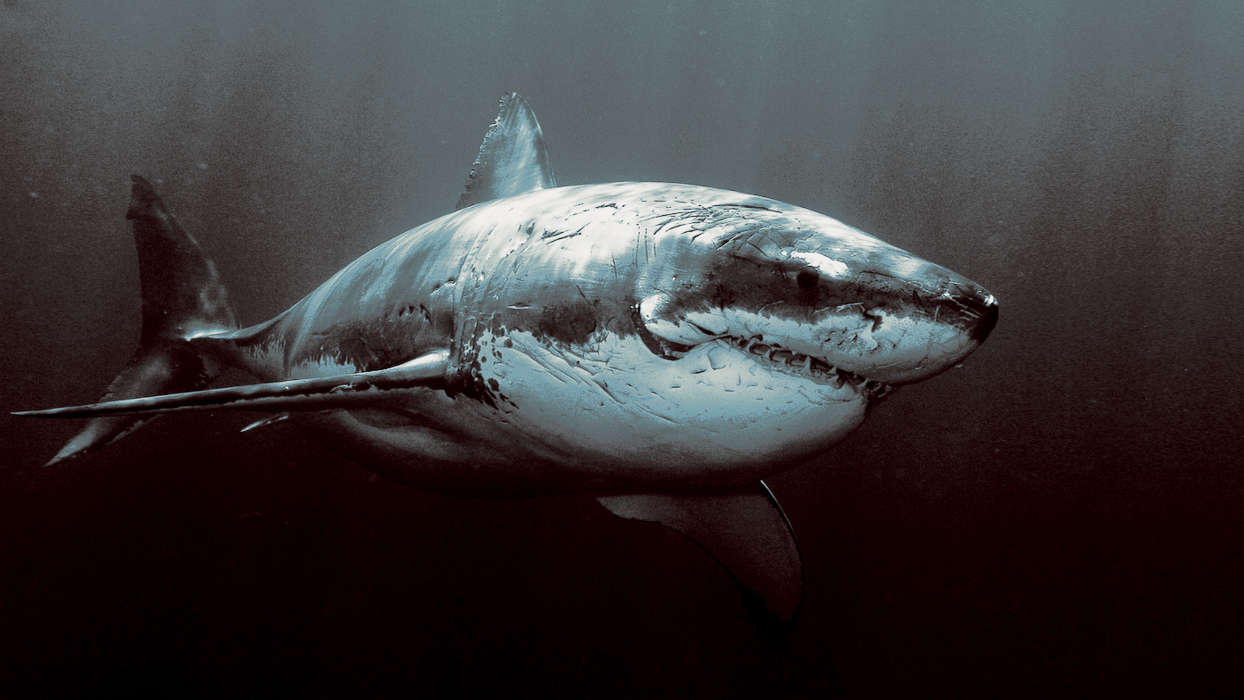イメージを携帯電話にダウンロード 動物 サメ 魚 無料