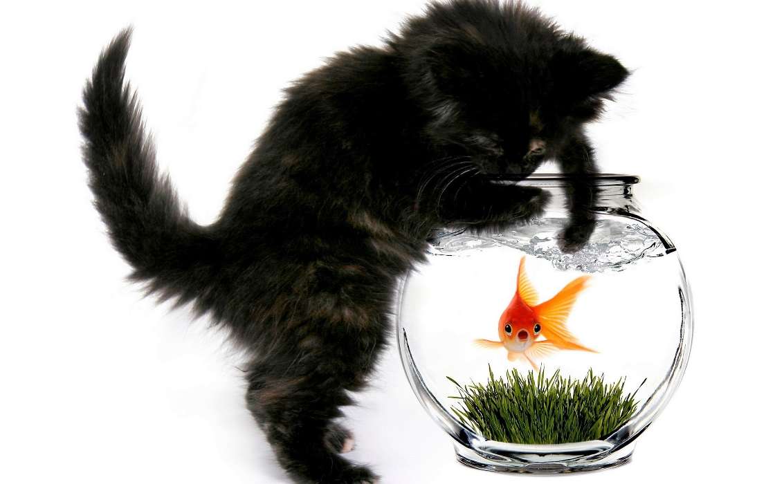 Download Bilder Fur Das Handy Tiere Katzen Aquarien Fische Kostenlos