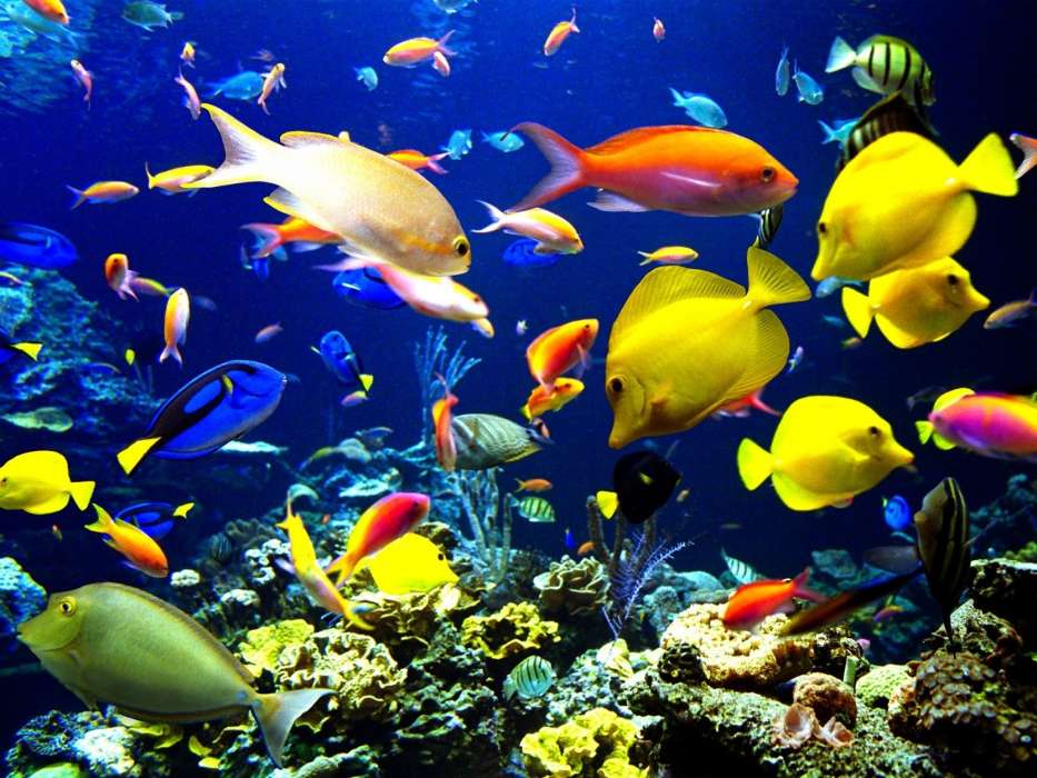 40 Aquarium Bilder Kostenlos Besten Bilder Von Ausmalbilder