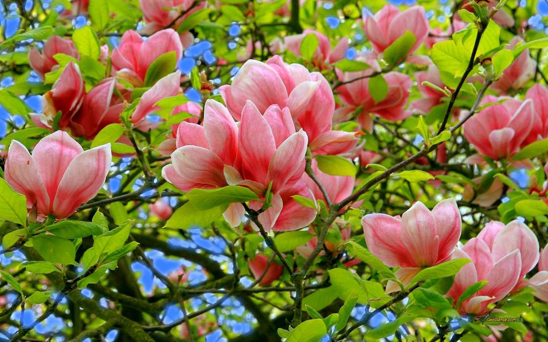 Download Bilder Fur Das Handy Pflanzen Blumen Baume Kostenlos