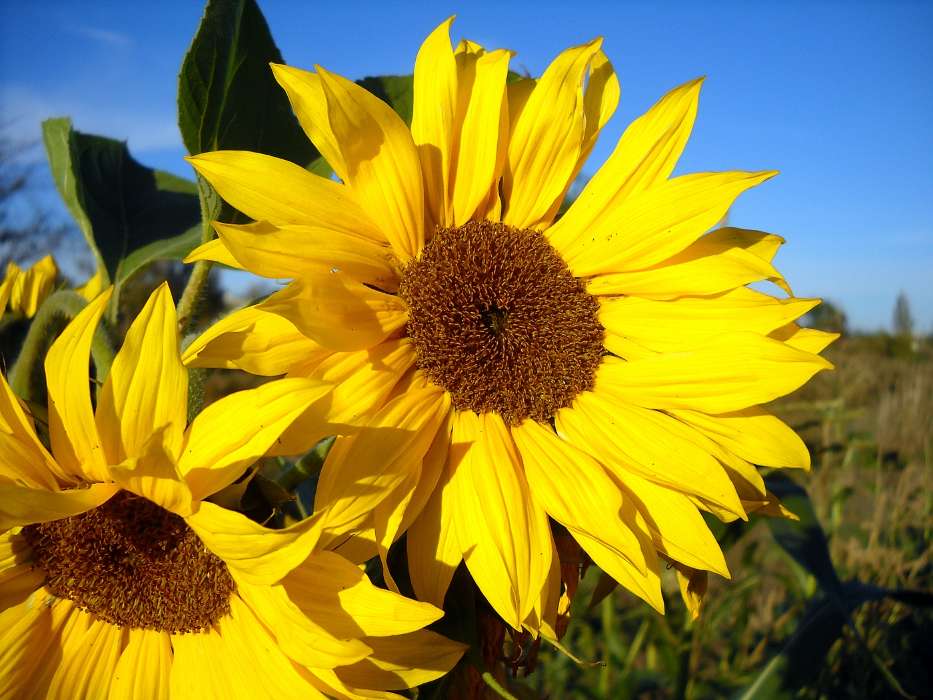 Download Bilder Fur Das Handy Pflanzen Blumen Sonnenblumen Kostenlos