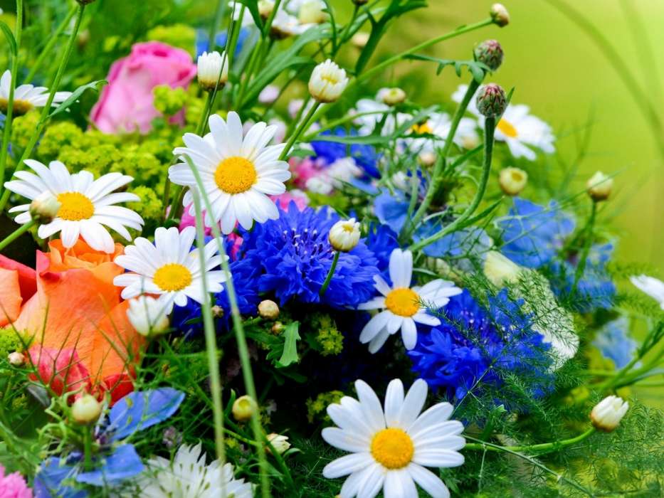 Download Bilder Fur Das Handy Pflanzen Blumen Kostenlos
