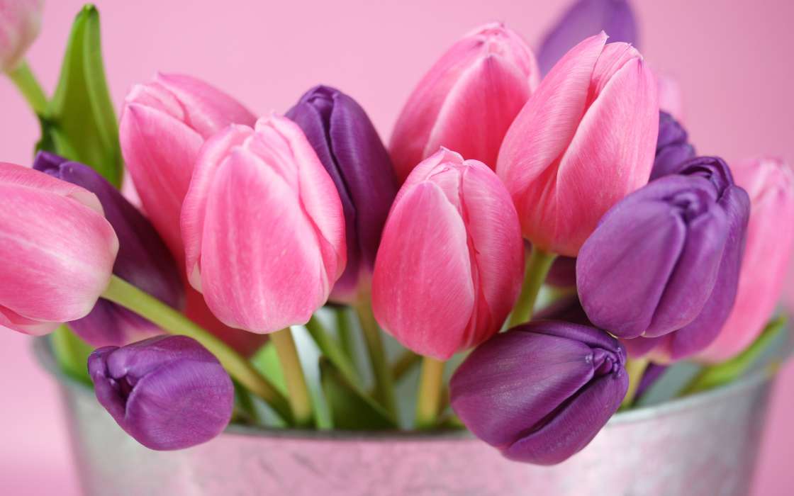 Download Bilder Fur Das Handy Pflanzen Blumen Tulpen Kostenlos