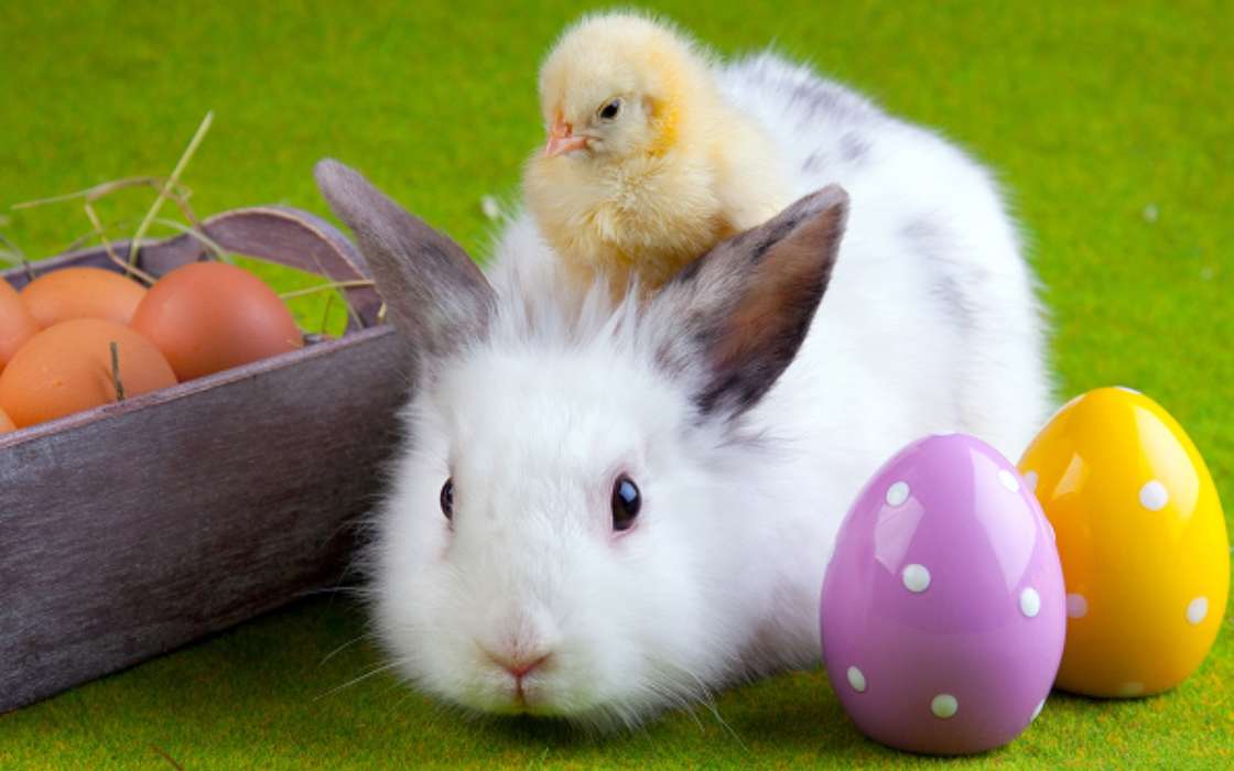 download bilder für das handy tiere vögel kaninchen