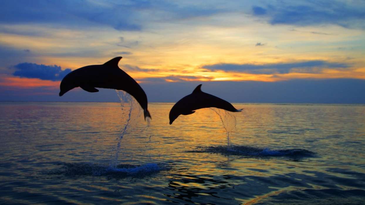 イメージを携帯電話にダウンロード 動物 風景 イルカ 海 無料
