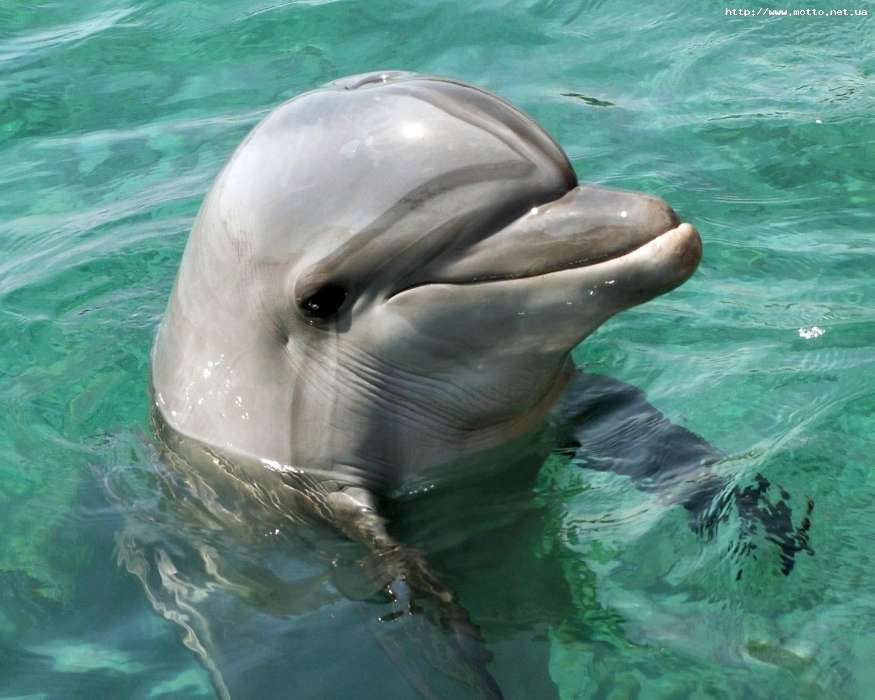 Download Bilder für das Handy: Tiere, Delfine, Fische ...