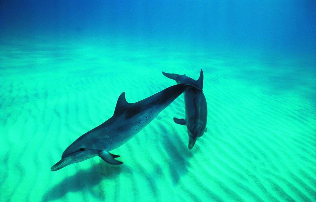 39 delfine bilder kostenlos  besten bilder von ausmalbilder
